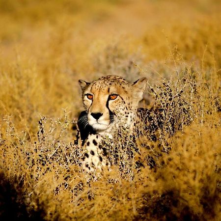 Inverdoorn Game Reserve Lodge Breede River Bagian luar foto