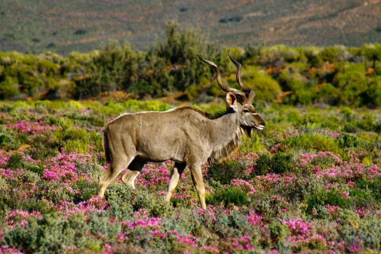 Inverdoorn Game Reserve Lodge Breede River Bagian luar foto