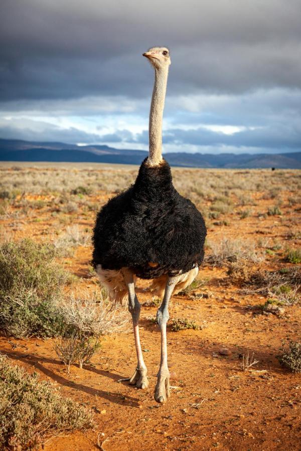 Inverdoorn Game Reserve Lodge Breede River Bagian luar foto