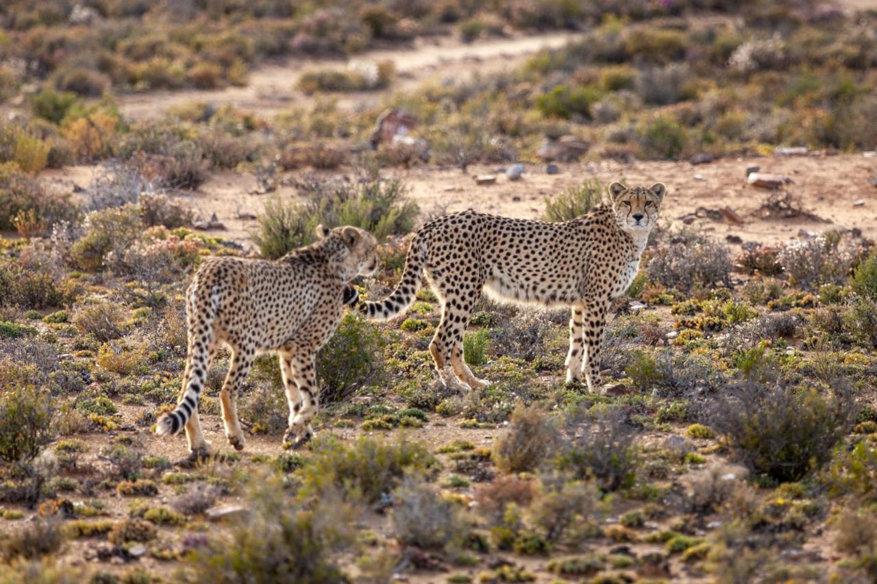Inverdoorn Game Reserve Lodge Breede River Bagian luar foto