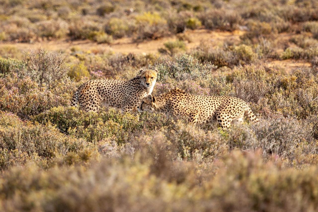 Inverdoorn Game Reserve Lodge Breede River Bagian luar foto