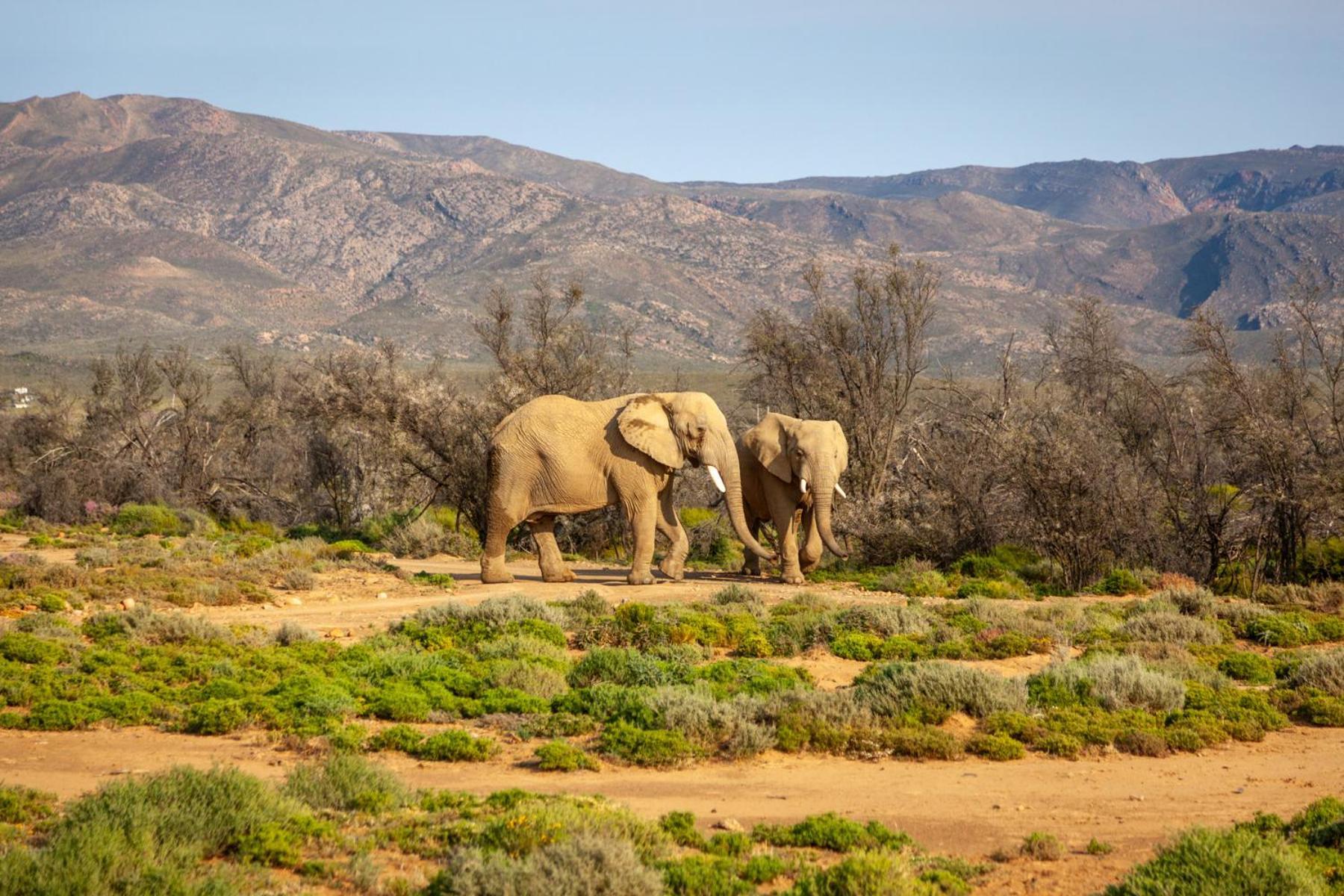 Inverdoorn Game Reserve Lodge Breede River Bagian luar foto