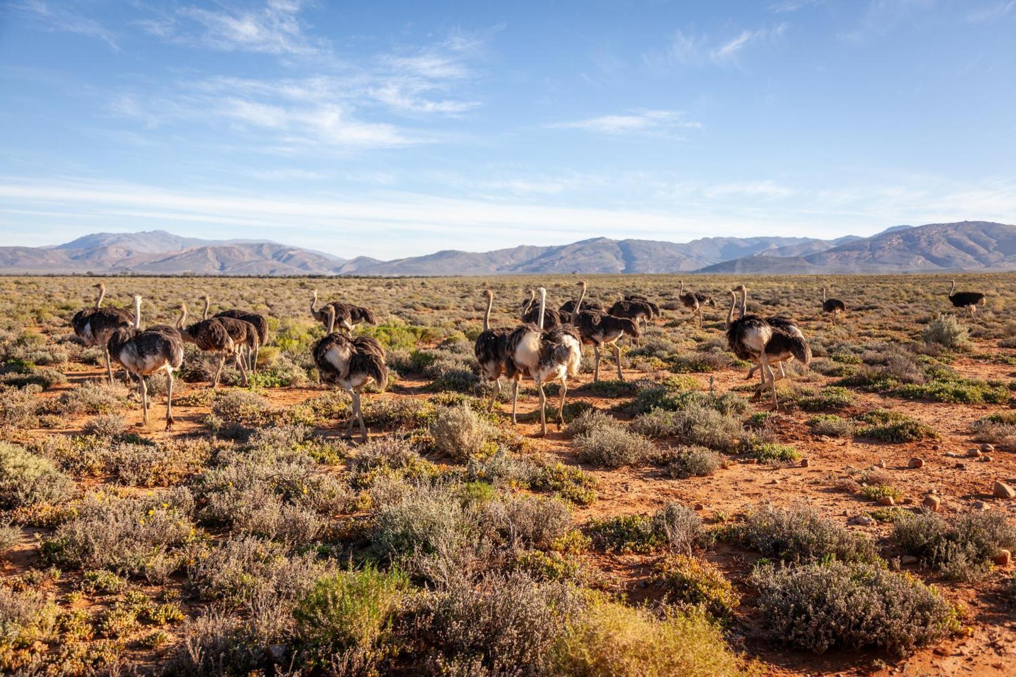 Inverdoorn Game Reserve Lodge Breede River Bagian luar foto
